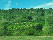 Load image into Gallery viewer, DOMINIO DE TARES BEMBIBRE MENCIA BIERZO ALTO 2017 750ML
