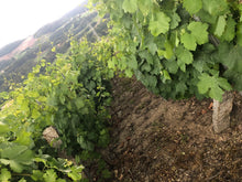 Load image into Gallery viewer, BEADE RIBEIRO AUTOR LOUREIRA 2017 750ML
