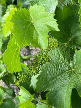 Load image into Gallery viewer, BEADE RIBEIRO AUTOR LOUREIRA 2017 750ML
